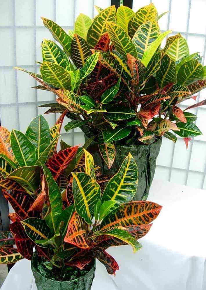 cróton para decoração com plantas para colocar dentro de casa