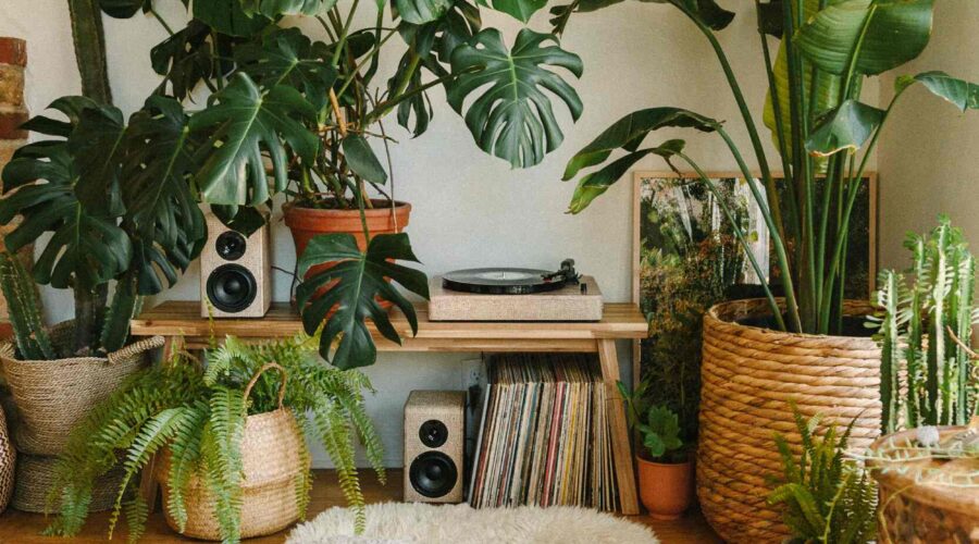 ideia de sala decorada com tipos de plantas para dentro de casa