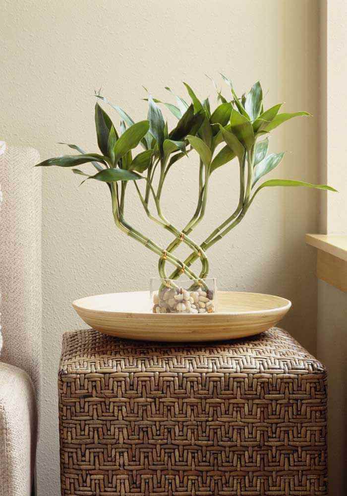 ideia de plantas para ter em casa com bambu da sorte