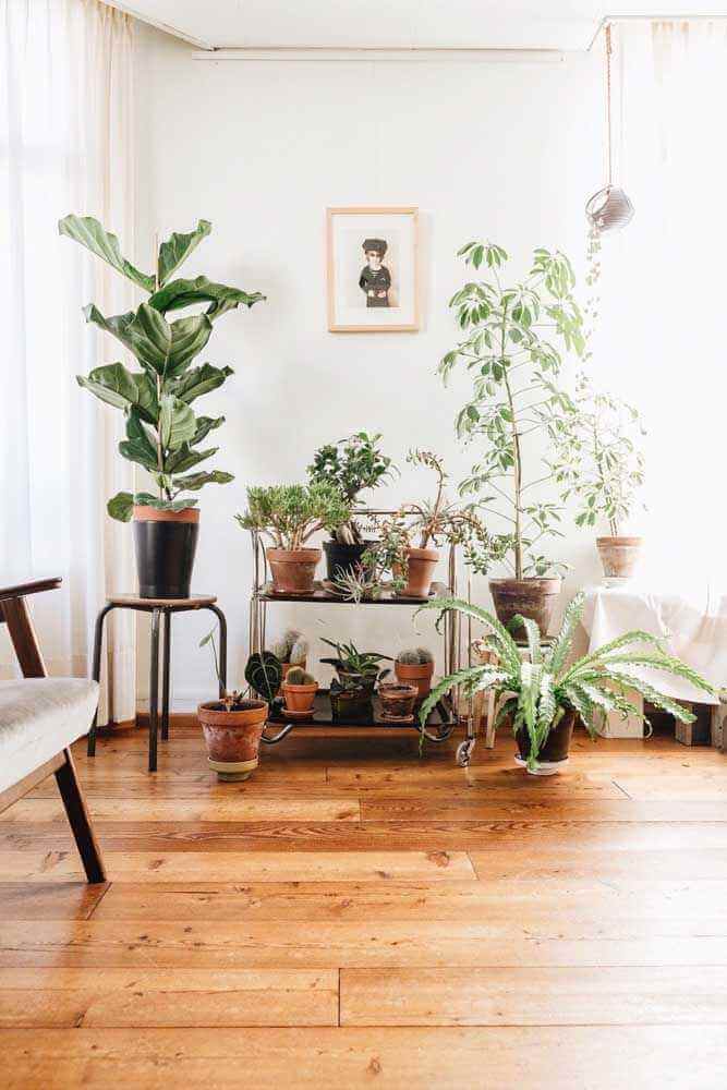 ideia de plantas para dentro de casa decorada