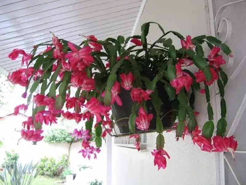 plantas para casa com flor de maio na varanda