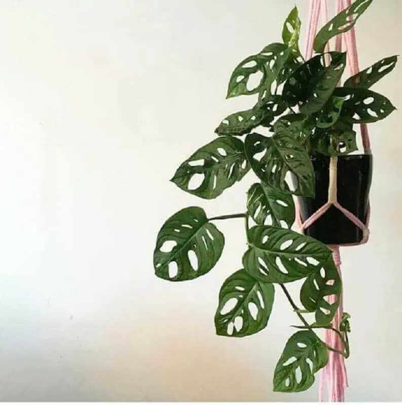 plantas para dentro de casa com vaso de monstera obliqua