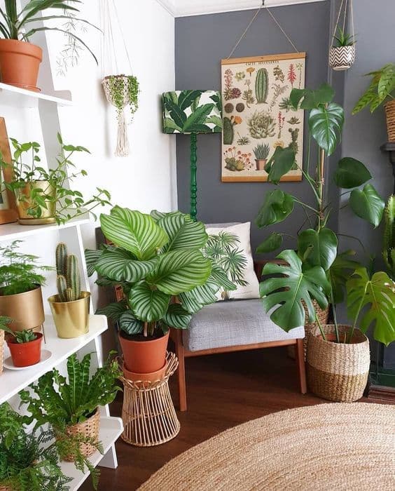 Como cuidar de plantas dentro de casa 